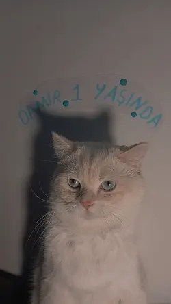fındık kıran
