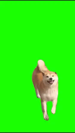 Shiba template 