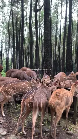 animals recap story
