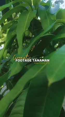 Cinematic Footage