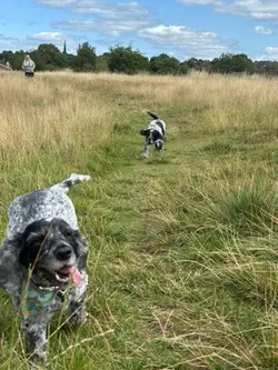 Dog walk heaven