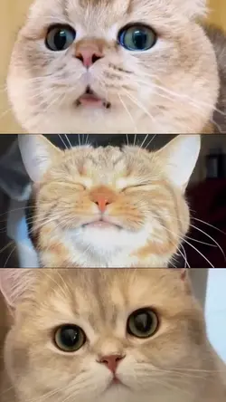 a cute cat