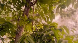Natural video