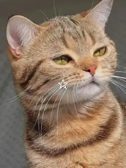slowmotion cat