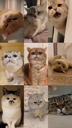 My cute cat