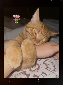 flex ur pet