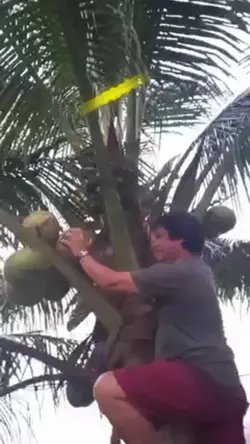 akyat buko