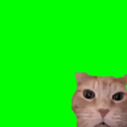kucing ketawa ngakak