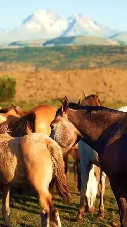 Countryside 