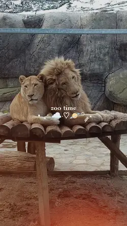 zoo time