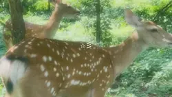 vlog