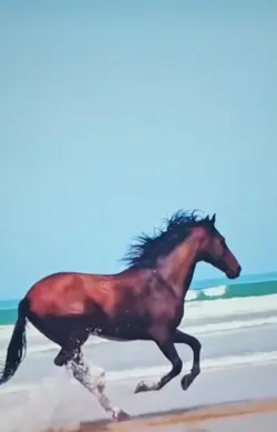 chevaux horse