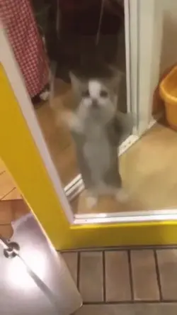 meme cat