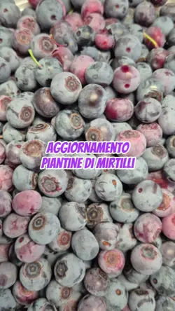 aggiornamento piante