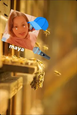 maya