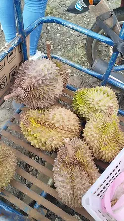 Durian