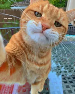 lirik kucing kece