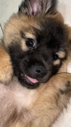 Dog Go To Heaven 