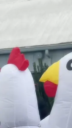 Chicken