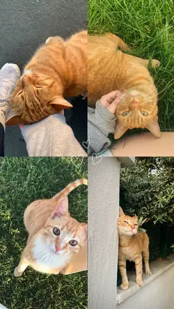 Cute cat