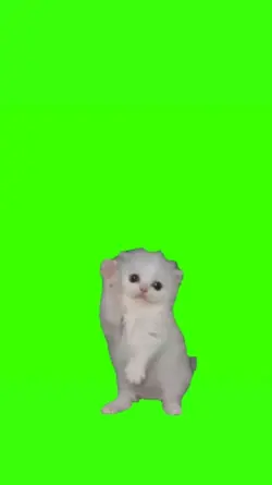 Kitten Nasir Dancing