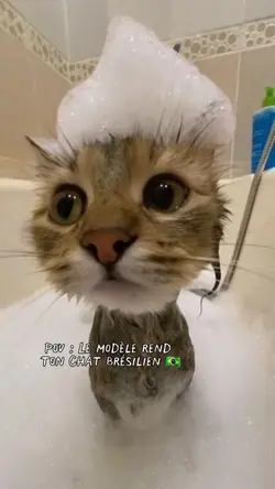 chat Brésil 