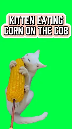 KITTEN EATING CORN