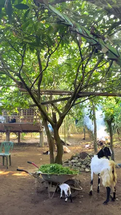 kambing
