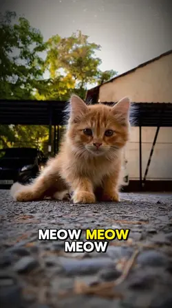 Cute Meow