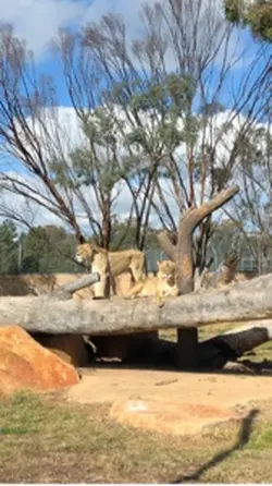 zoo date