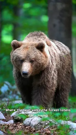 Brown Bear