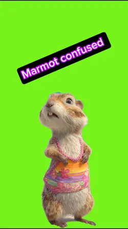 Marmot confused 