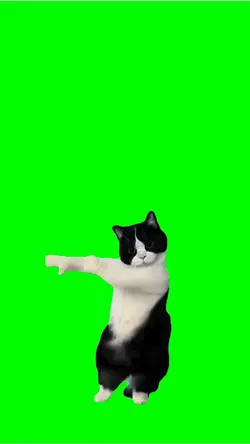 Dancing cat