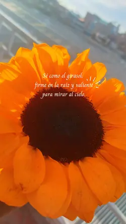 Girasol