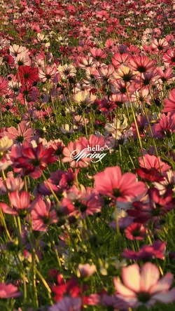 hello Spring