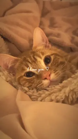 i love my cat