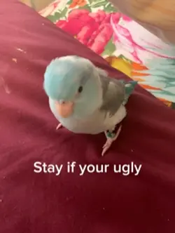 Cute thing