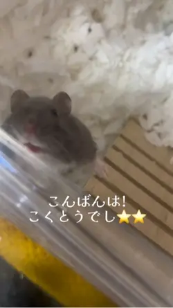 ハムスターの日常