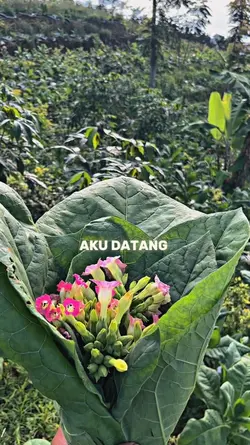 AKU DATANG MELAMARMU