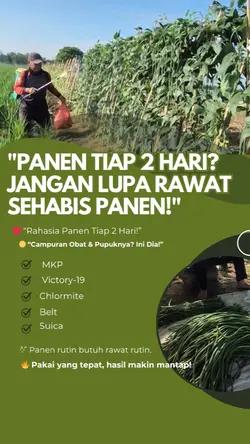 Panen kacang panjang