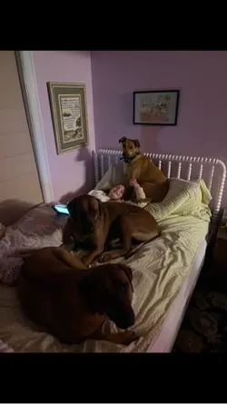 my dogsss