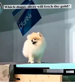 Go for the Gold