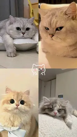 Kucing lucuhh