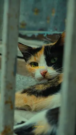 Rüya