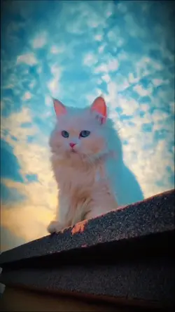 Slowmo + cat 