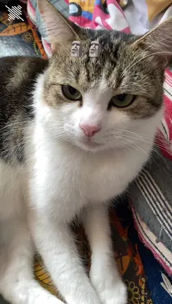 chipi chipi chapa