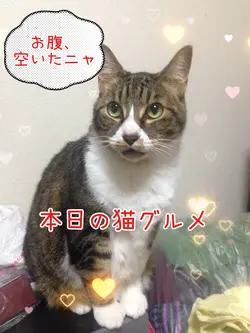本日の猫グルメ