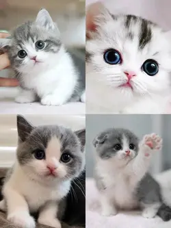 4 picture 