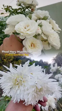 Phul haru muskurauxn
