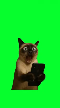 shocked cat face